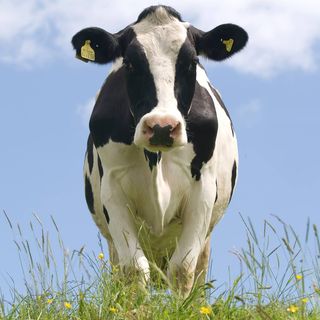 Dales Dairies cow